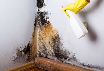 Cheap Mold Removal | Carpet Cleaning San Marino, CA