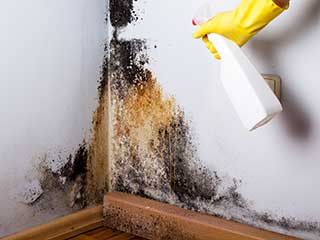 Mold Removal Services | San Marino Carpet Cleaning CA