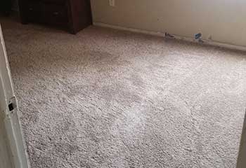 Pet Stain Removal Near San Pasqual CA Pet Stain Removal Next To San Pasqual CA
