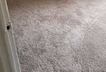 Pet Stain Carpet Cleaner | San Pasqual